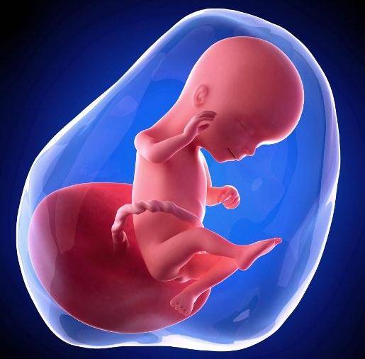 15 недель беременности: размер плода и фото узи - особенности подготовки к исследованию
