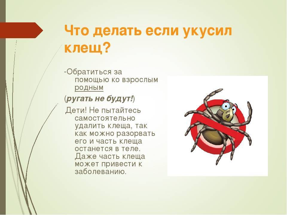 Инфекции, передающиеся при укусах клещей
