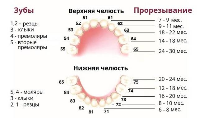 Сроки выпадения молочных зубов у детей