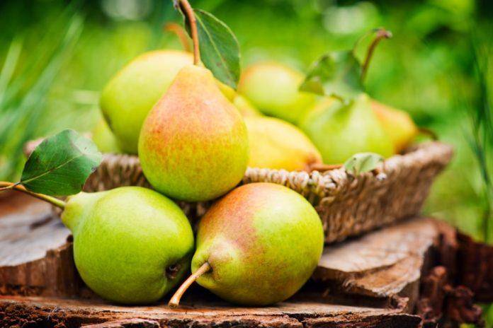 Как привить грушу - к чему можно и на какие деревья, прививка на рябину, яблоню, айву и сливу
