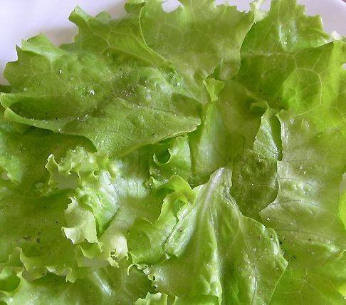 Можно ли салат айсберг и другие виды свежего салата при грудном вскармливании?