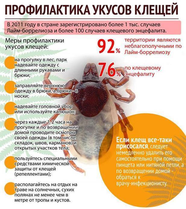 Прививка от клеща и клещевой энцефалит: знать главное - аско-мед в новосибирске и барнауле