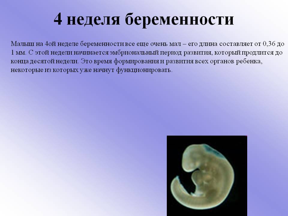 4 неделя беременности – срок, живот, что происходит с плодом, как выглядит эмбрион