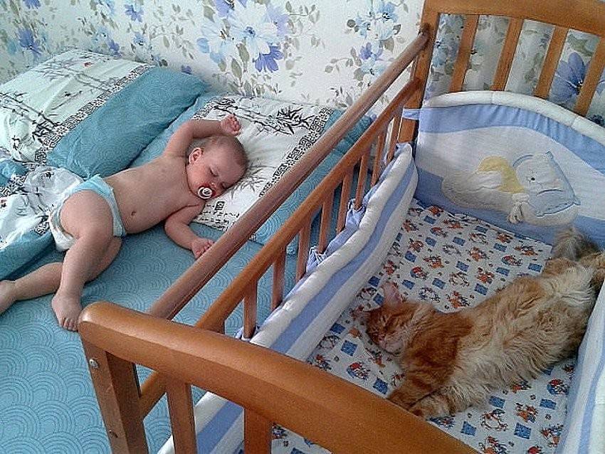 Кошка спит в кроватке с младенцем: опасно ли это - kpoxa.info