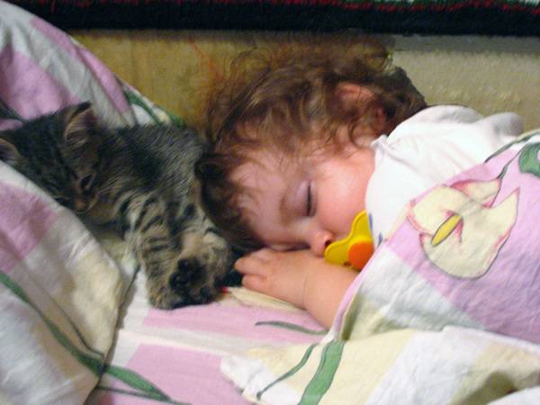 Специалисты рассказали, что происходит со здоровьем, когда ваш кот спит с вами