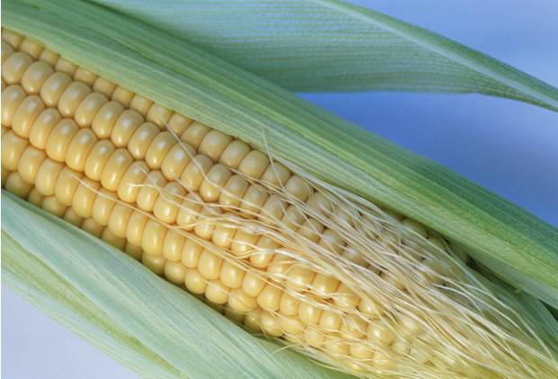 Кукуруза при беременности — польза и вред. можно ли вареную и консервированную кукурузу при беременности