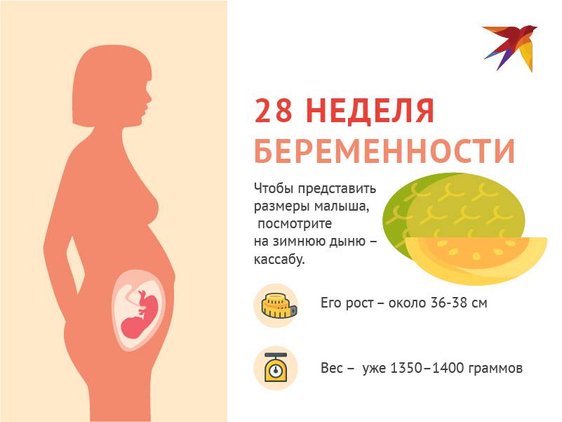 27-я неделя беременности: изменения плода, здоровье мамы, питание