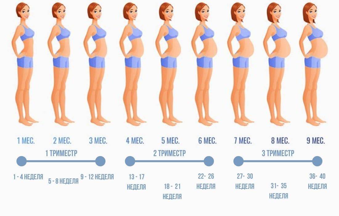 Живот при беременности по месяцам в картинках