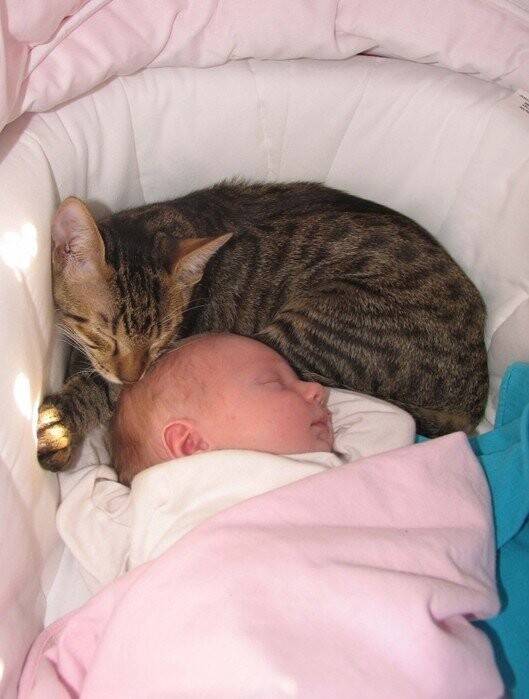 Кошка спит в кроватке с младенцем: опасно ли это