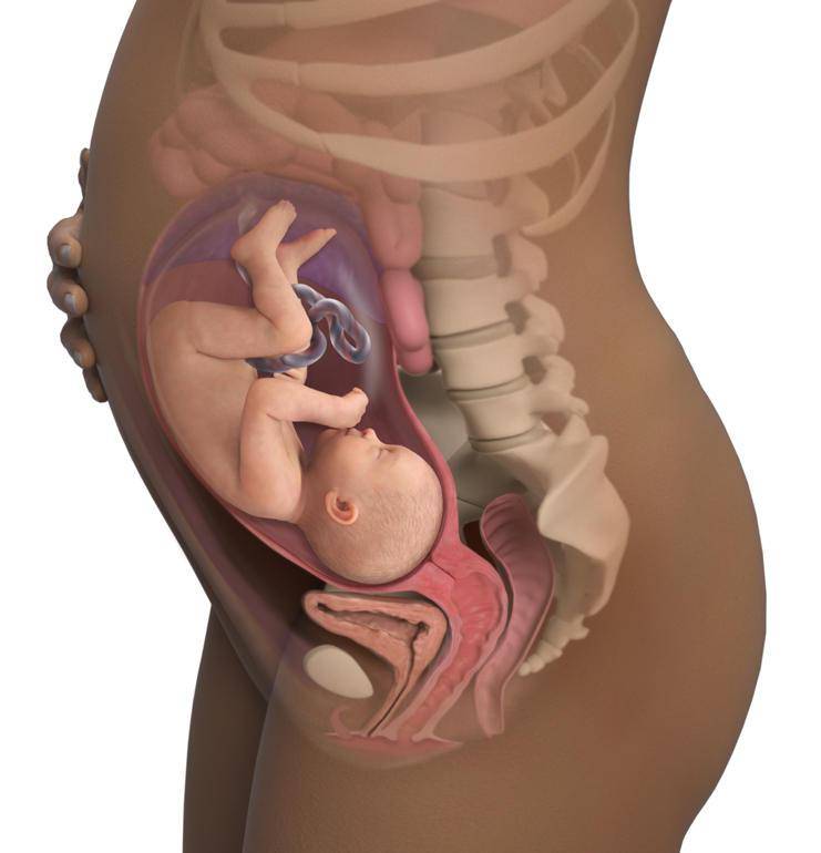 35 неделя беременности: что происходит ощущения развитие ребенка