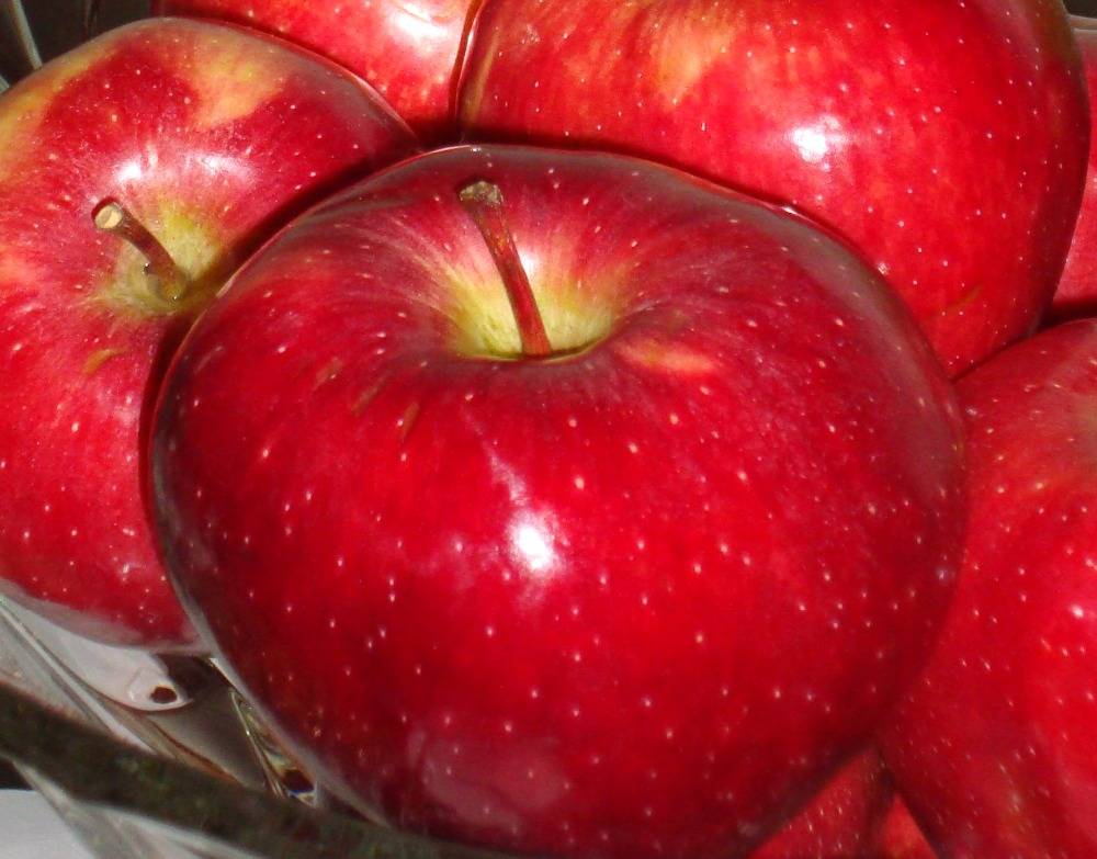 Можно ли яблоки при грудном вскармливании в первый месяц и далее