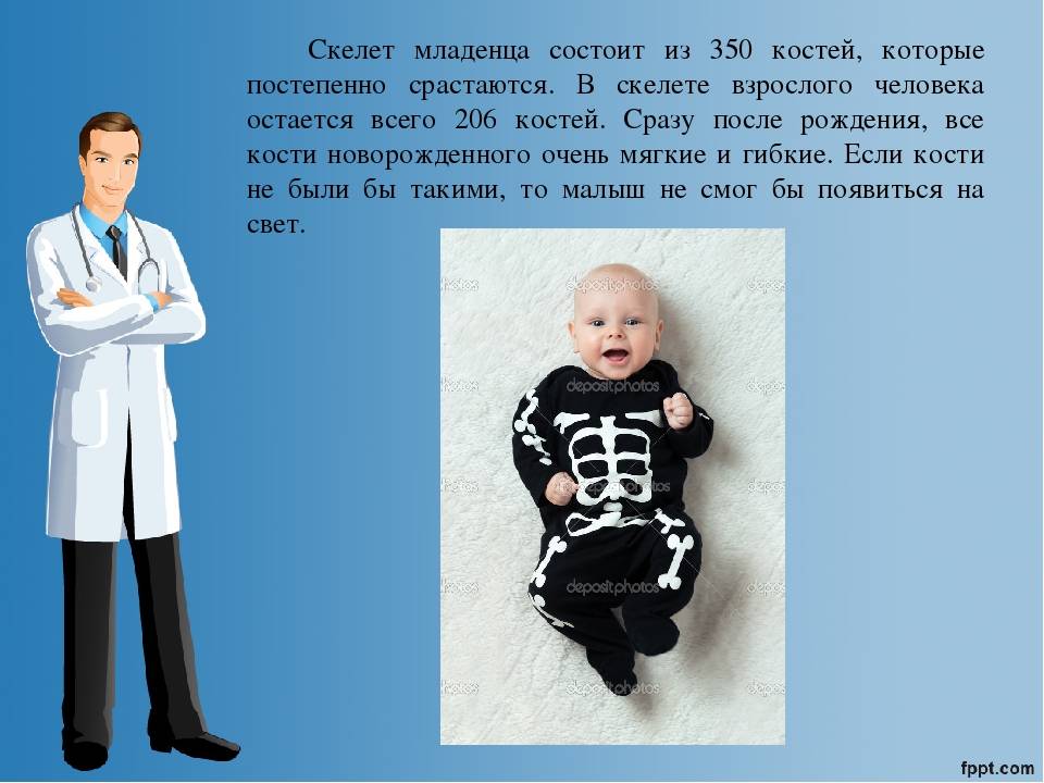 Сколько костей в теле человека? - hi-news.ru
