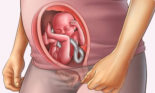 20 неделя беременности: нормы развития плода, ощущения мамы, живот, боли