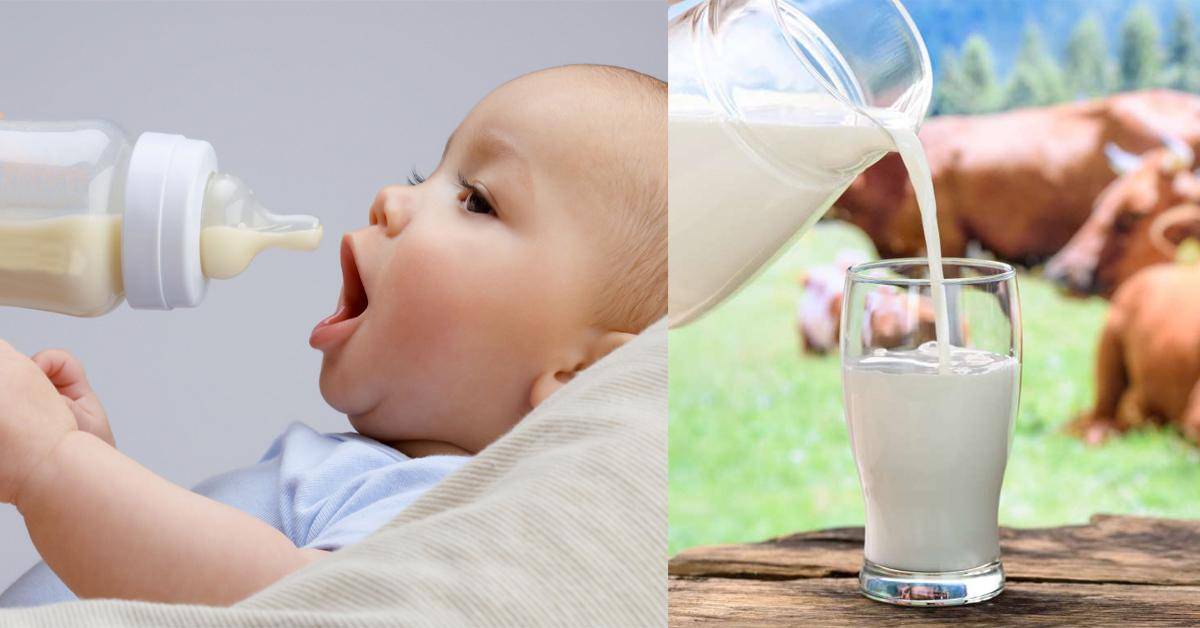 Можно ли коровье молоко детям, нужно ли его пить в чистом виде? с какого возраста и в каком виде можно давать молоко детям - автор екатерина данилова - журнал женское мнение