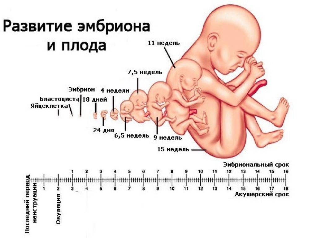 Калькулятор беременности по неделям: расчет срока беременности и даты родов по дню первого шевеления плода :: polismed.com