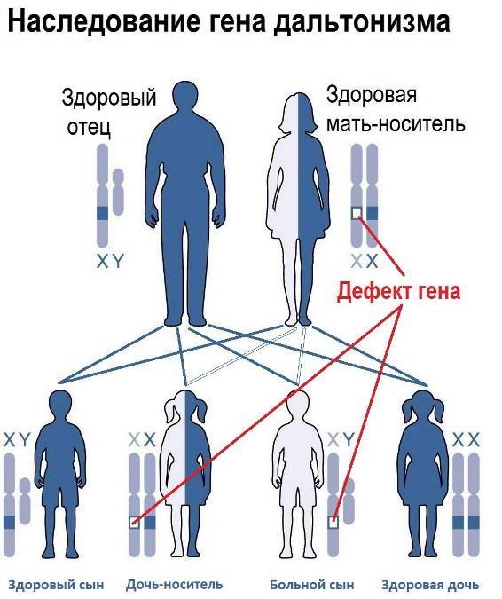 Какие генетические черты дети берут от мамы, а какие — от папы