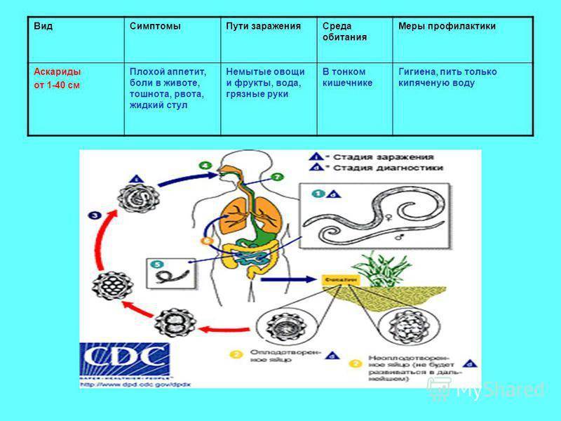 Аскарида таблица. Аскарида человеческая пути заражения. Путь за рождения аскариды человеческой.. Заражение человеческой аскариды путь заражения. Аскарида человеческая профилактика.