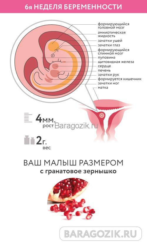 6 неделя беременности: признаки, симптомы и ощущения – что происходит с мамой и плодом на шестой неделе беременности — медицинский женский центр в москве