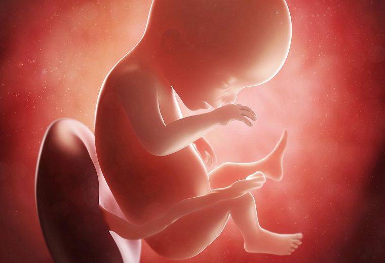 19 неделя беременности: мальчик или девочка.