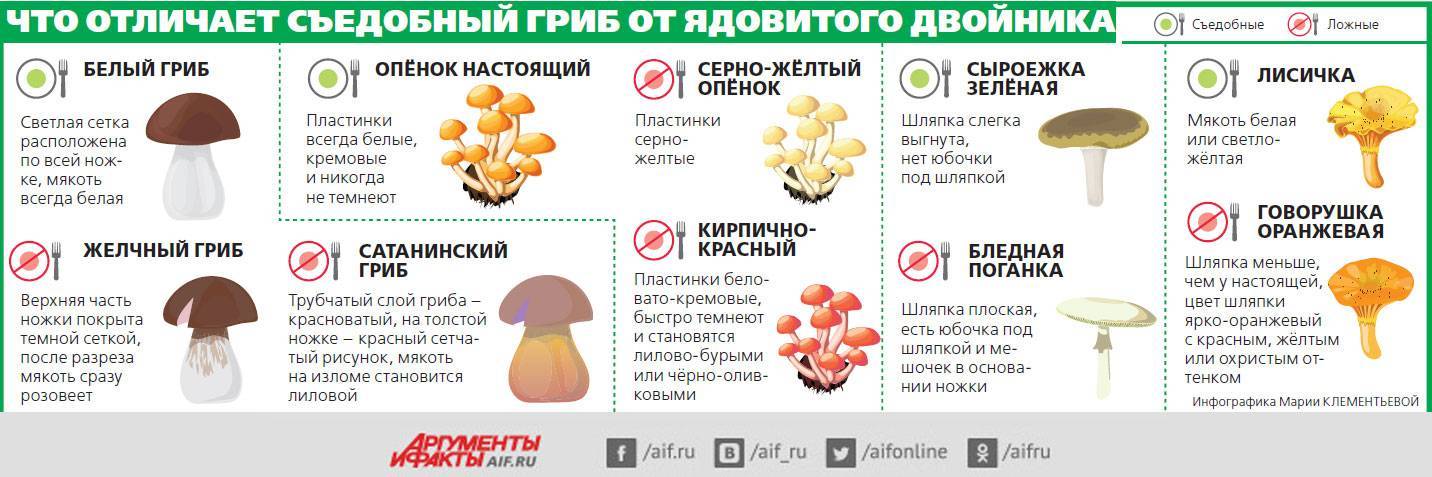 Кому нельзя есть грибы и какие? можно ли грибы беременным, детям и людям с диабетом - грибы собираем
