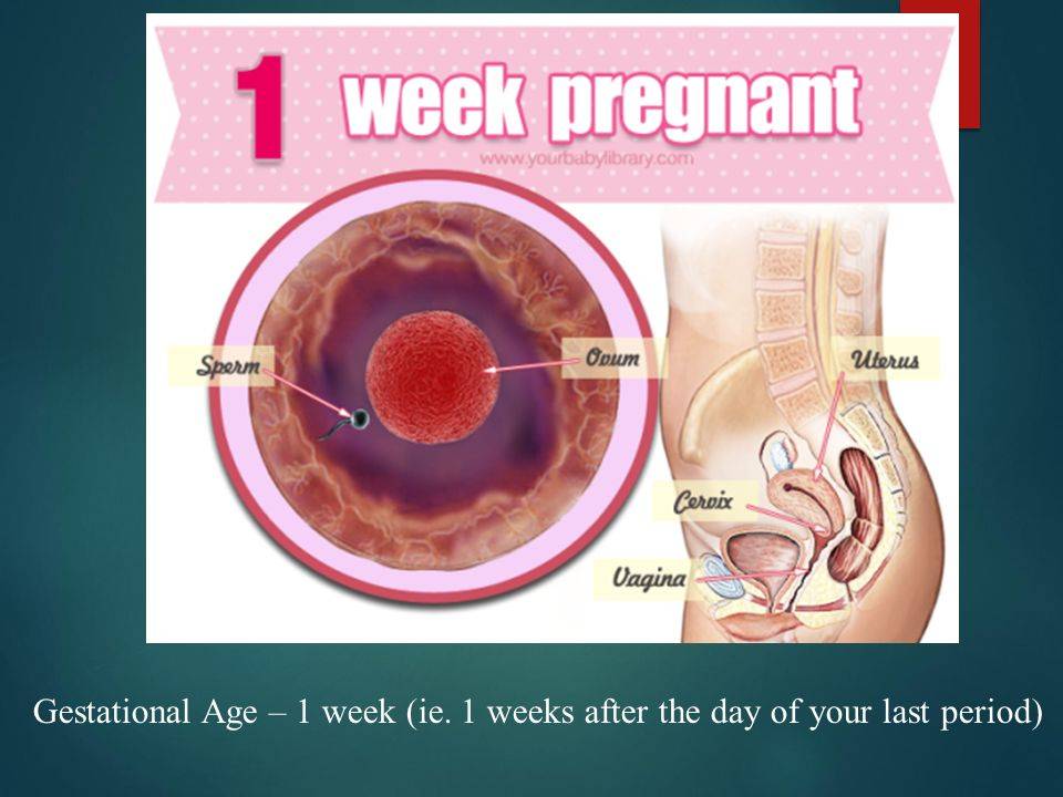 Первая неделя беременности | 1 неделя беременности после зачатия
