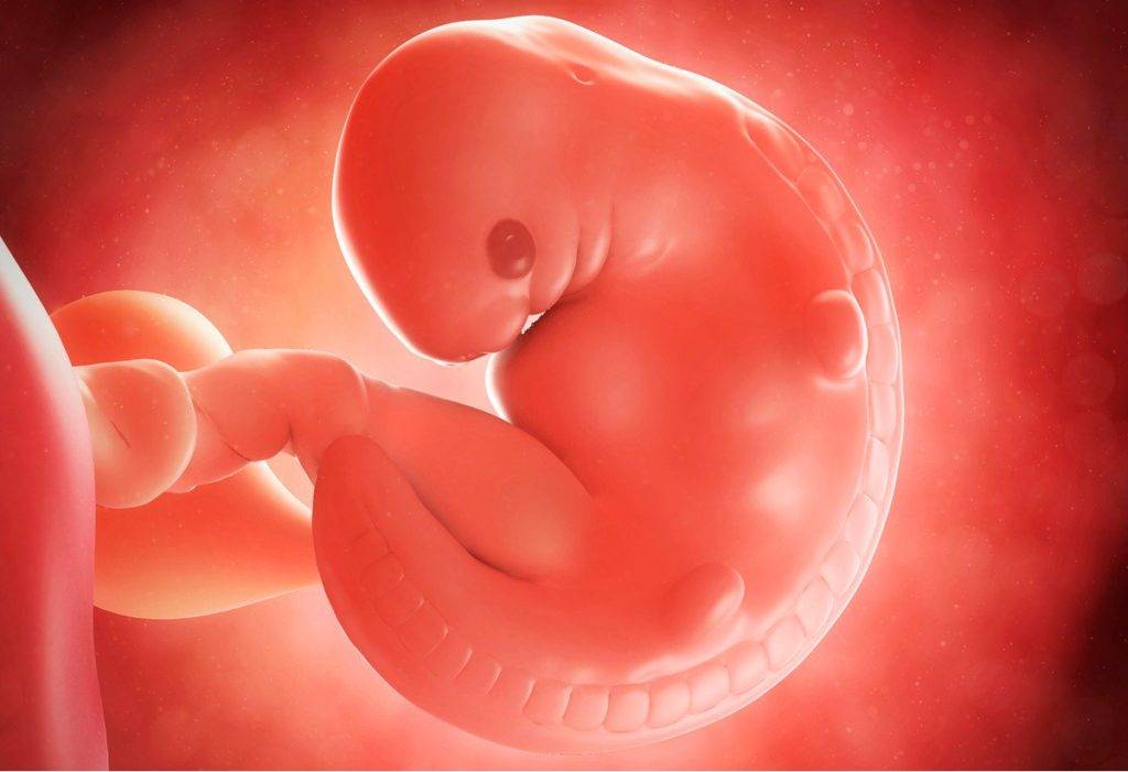 6 неделя беременности – что происходит, ощущения и признаки на шестой неделе беременности, живот и развитие плода, узи - agulife.ru