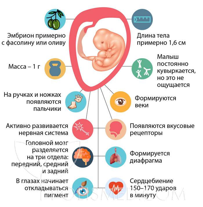 8 неделя беременности: признаки и ощущения женщины, симптомы, развитие плода