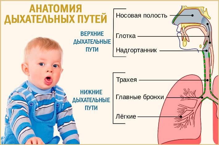 Дыхание через рот: информация для родителей
