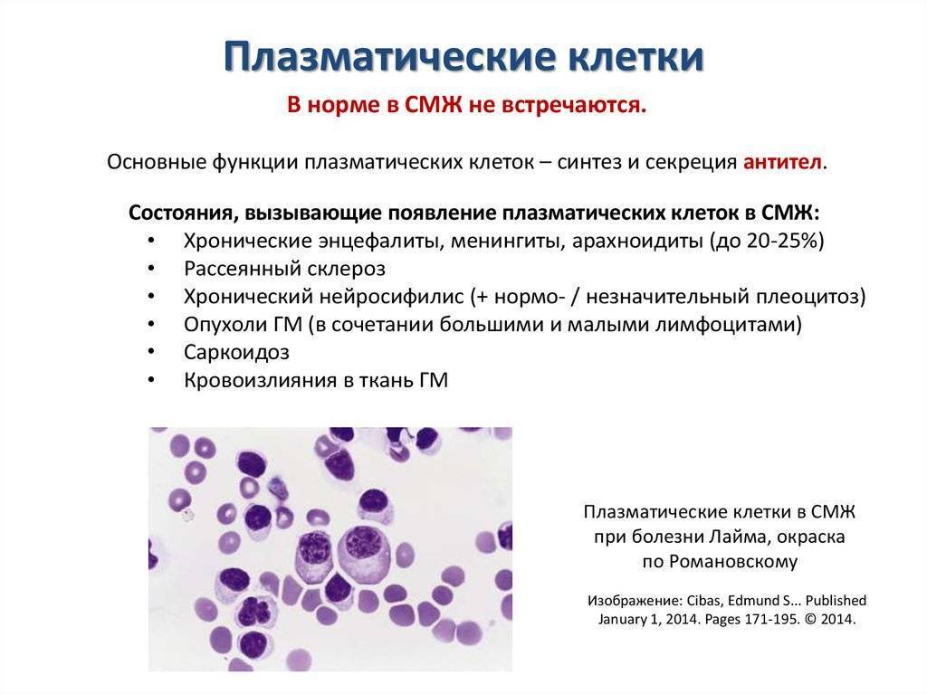 Анализ крови: общий, биохимический, иммунологический, гармональный