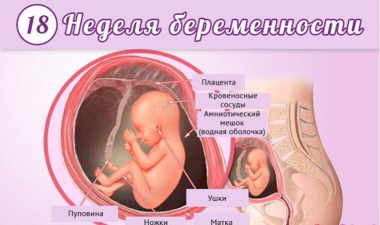 19 неделя беременности: признаки и ощущения женщины, симптомы, развитие плода