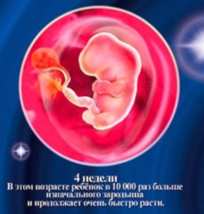 4 неделя беременности – что происходит, ощущения, признаки и симптомы беременности на четвертой неделе, выделения - agulife.ru