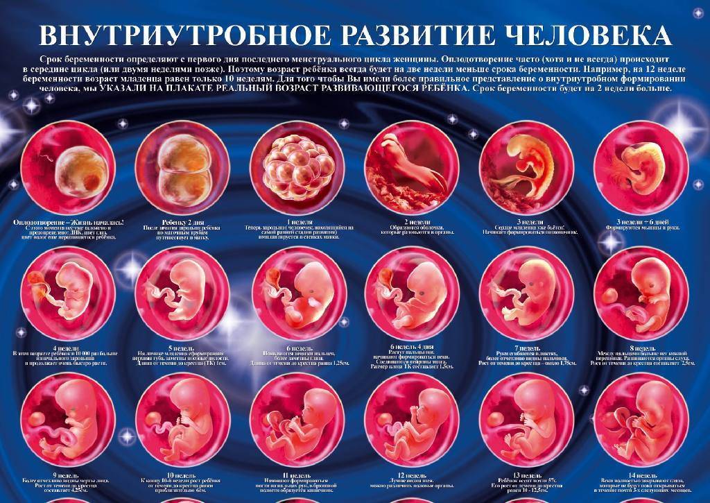 3 недели беременности от зачатия: признаки, симптомы и ощущения – что происходит с плодом на третьей неделе беременности — медицинский женский центр в москве