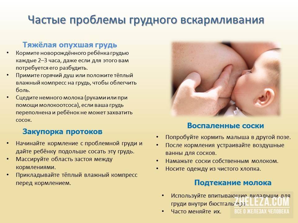 Продолжительности кормления малыша грудью: советы доктора комаровского