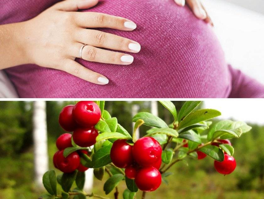 Будущим мамам: польза брусники при беременности