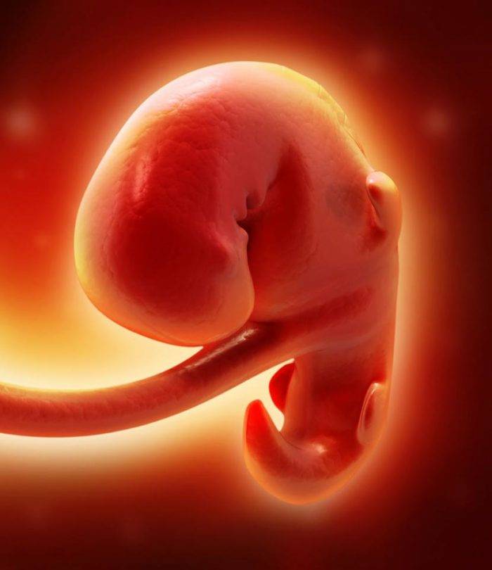 5 месяц беременности – что происходит с малышом, живот на пятом месяце беременности, с какой недели начинается – agulife.ru - agulife.ru
