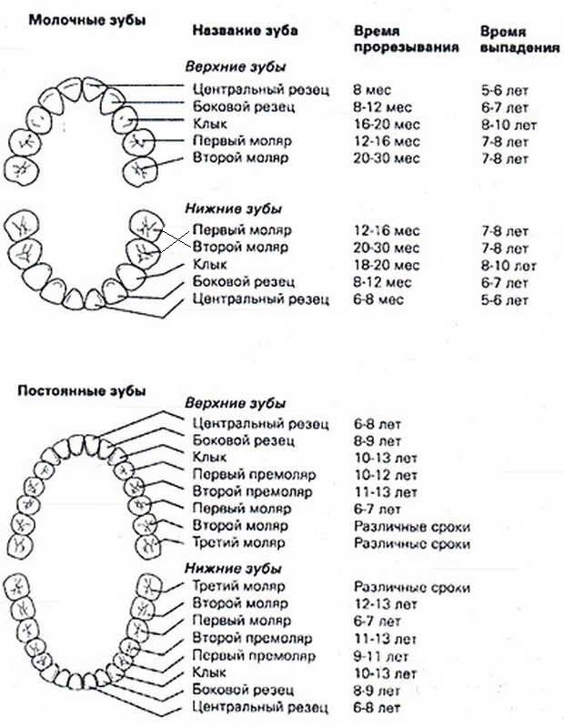 Схема зубов у ребенка как лезут до 2