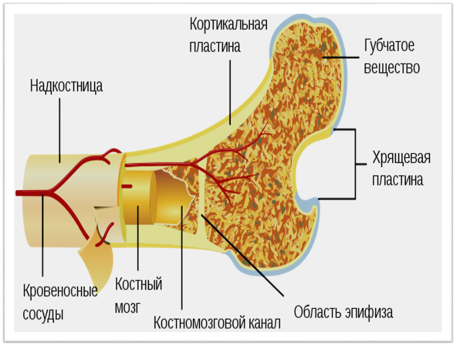 Кость это. Строение кости корковый слой. Строение кости кортикальный слой. Кортикальный слой кости челюсти. Строение кости в разрезе.