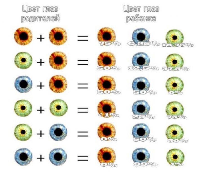Когда определяется цвет глаз у новорожденных: причины изменений цвета, нормы и особенности развития детей
