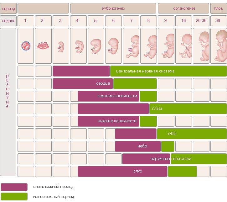 Как гинекологи считают недели беременности: шпаргалка для будущих мам | новости