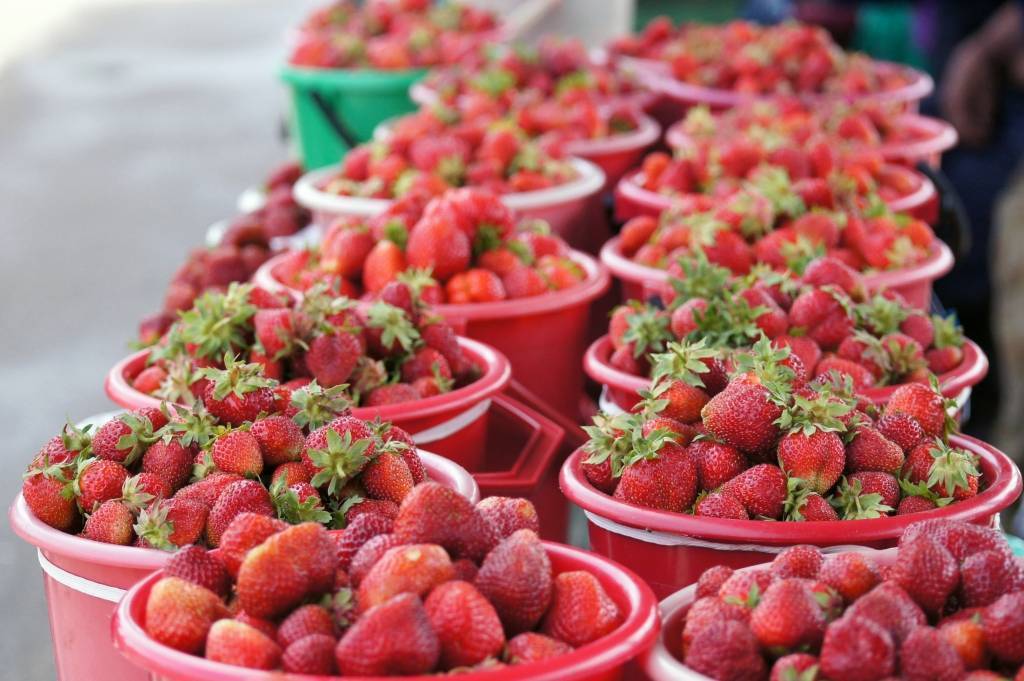 Выращивание ягод как бизнес – технология и примерный бизнес-план по выращиванию малины, смородины, ежевики, голубики и ягод годжи