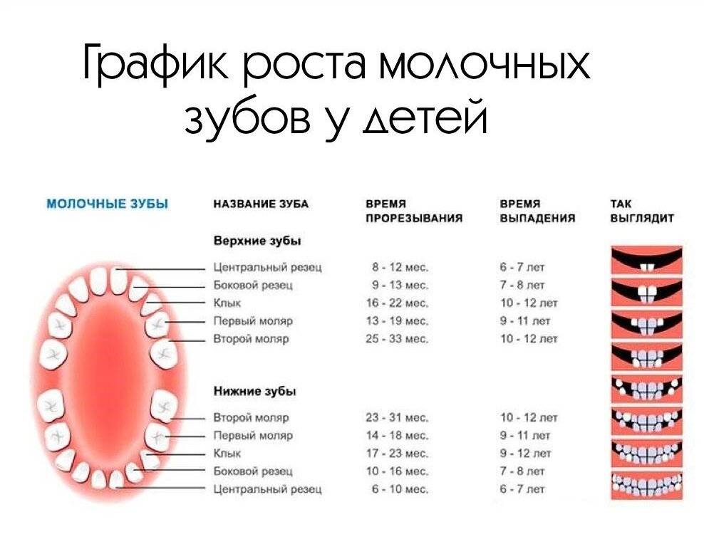 Когда выпадают молочные зубы у детей (схема)