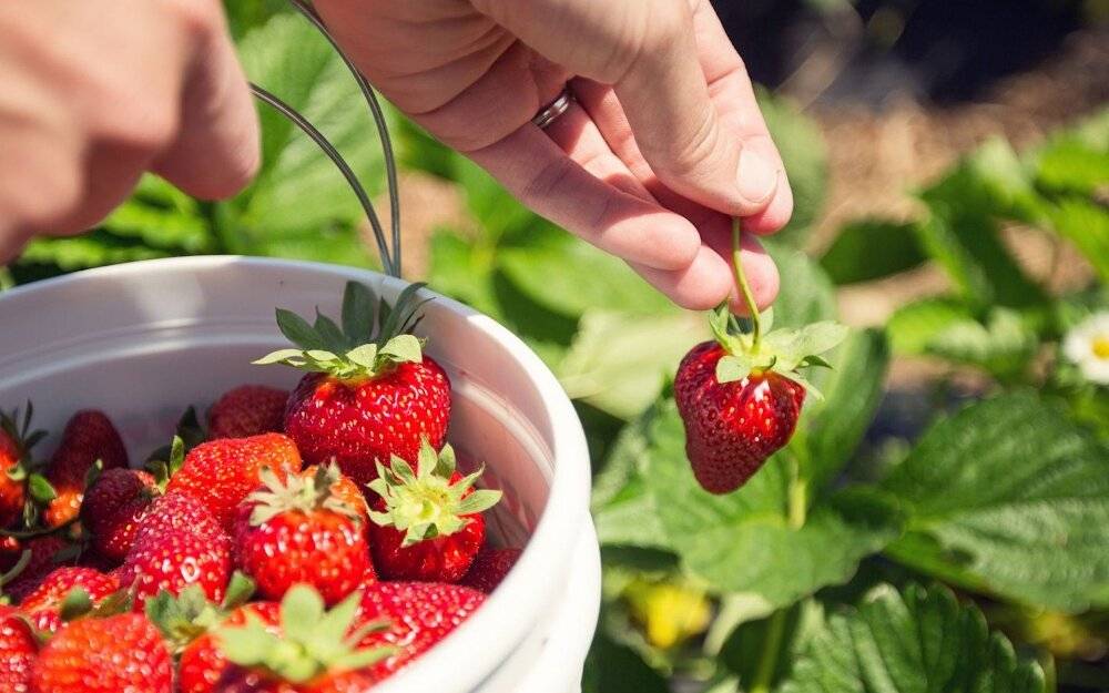 Какая ягода лучше подойдет для выращивания на продажу?