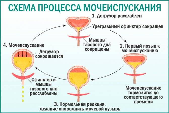 Кровь в моче у детей: причины крови в моче у детей, консультация уролога в москве