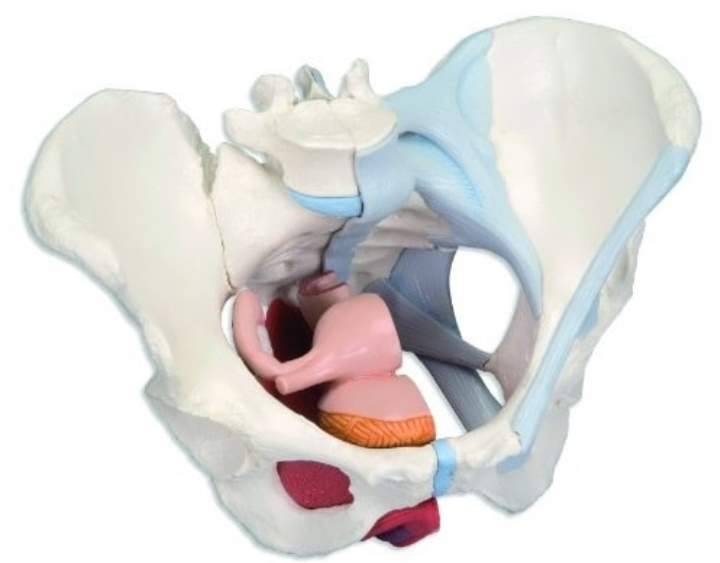 Боли в лобковой кости | что делать, если болит лобковая кость? | лечение боли и симптомы болезни на eurolab