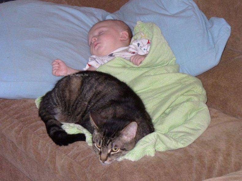 Как отучить кота спать в постели хозяев | блог ветклиники "беланта"