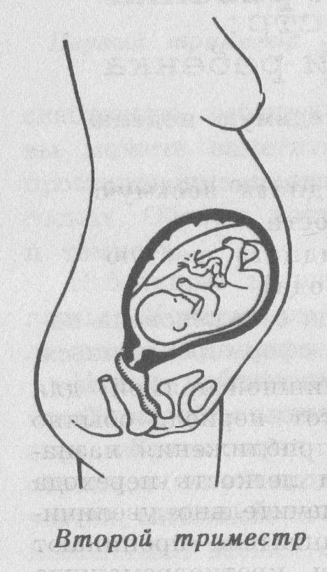 Выделения во время беременности во втором триместре: норма и патологии, возможные осложнения, нужно ли лечение, профилактика
