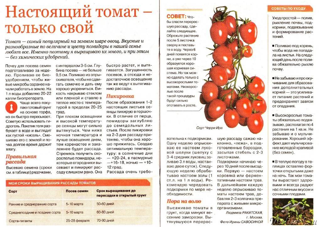 Маринованные помидоры при кормлении