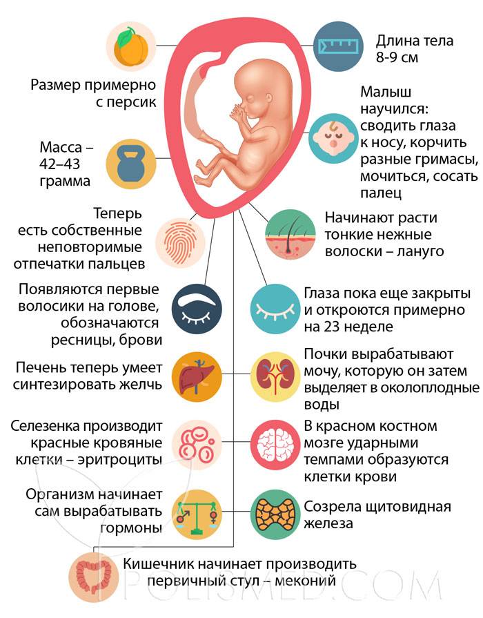 14 неделя беременности: признаки и ощущения женщины, симптомы, развитие плода