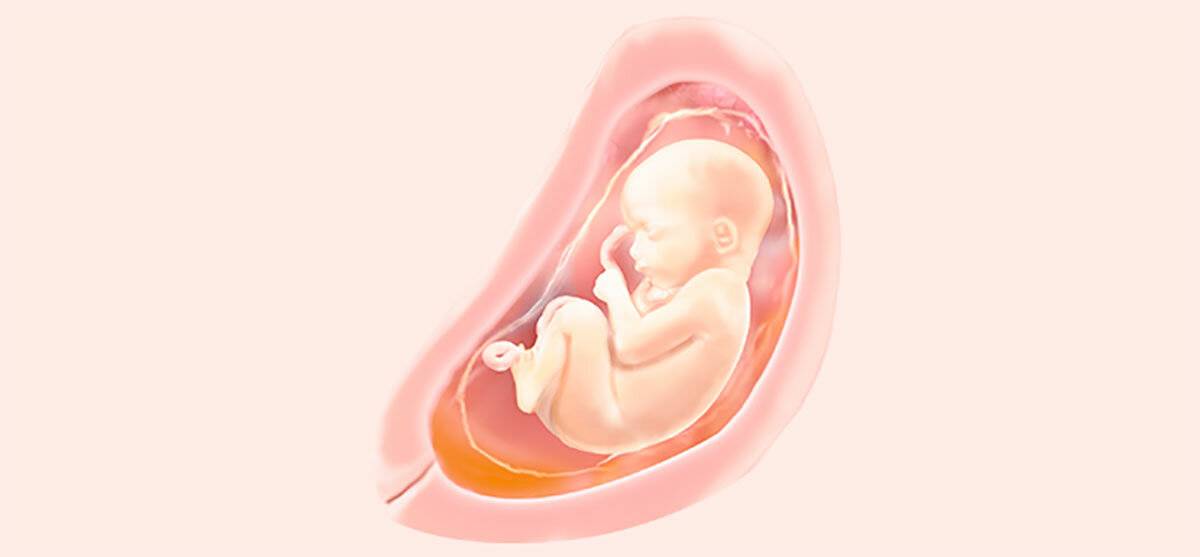 28 неделя беременности: что происходит с малышом и мамой, развитие плода, вес и рост — медицинский женский центр в москве