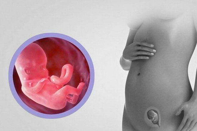 12 недель беременности: развитие плода, что происходит с малышом и мамой, ощущения в животе — медицинский женский центр в москве